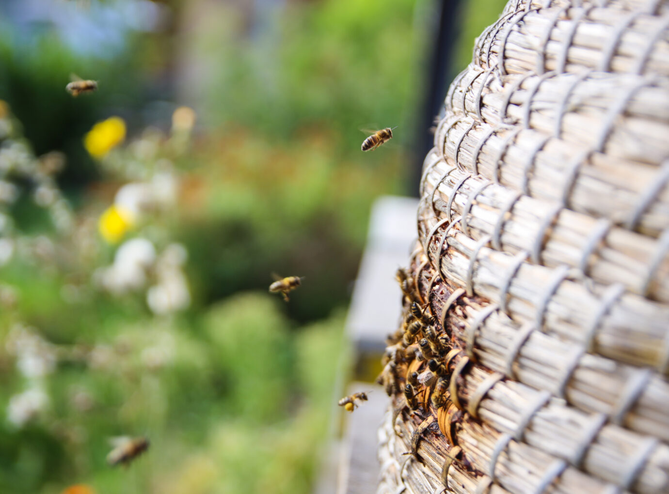 Bijen biodiversiteit 2