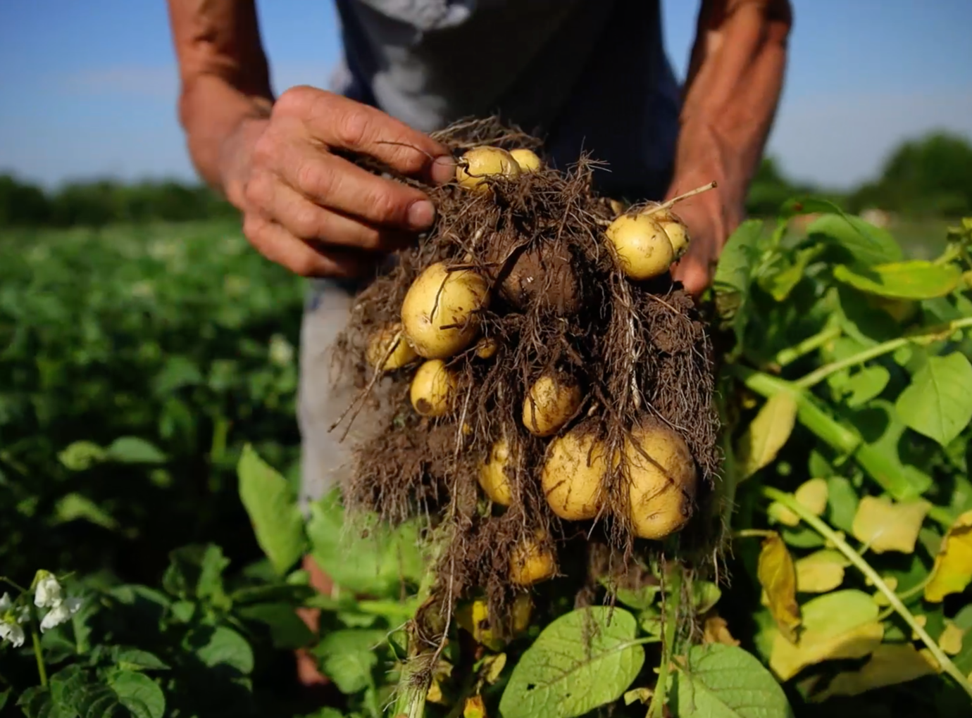 Overesch aardappelen
