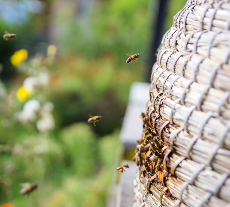 Bijen biodiversiteit 2